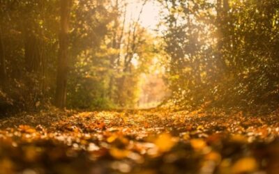 Ihr findet auf meinem Blog Inspiration, ehrliche Einblicke und konkrete Tipps rund um eure Hochzeitspapeterie – damit aus euren vielen Ideen am Ende etwas entsteht, das sich nicht nach Vorlage anfühlt, sondern nach euch. Heiraten im Herbst – Ideen und Tipps für eine Herbsthochzeit